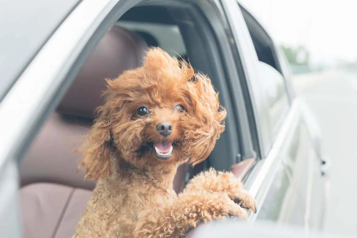 puppy with head out of open gray car door window